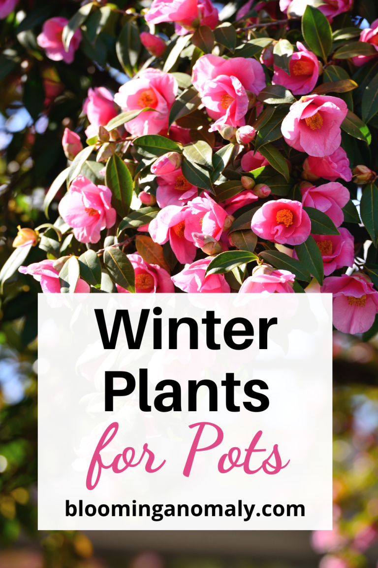 The Best Winter Plants for Pots Blooming Anomaly