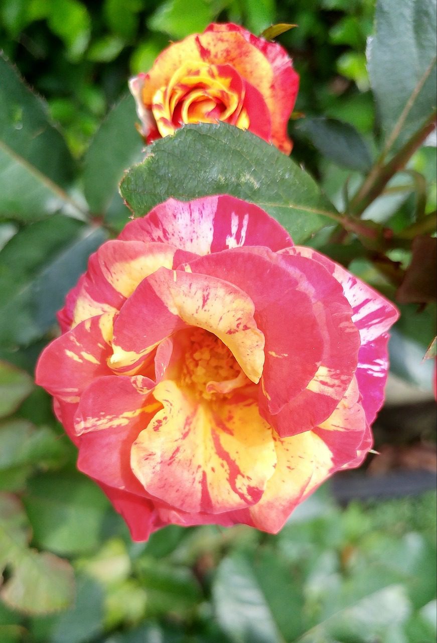 The Ultimate Guide to Growing Hardy Roses Blooming Anomaly