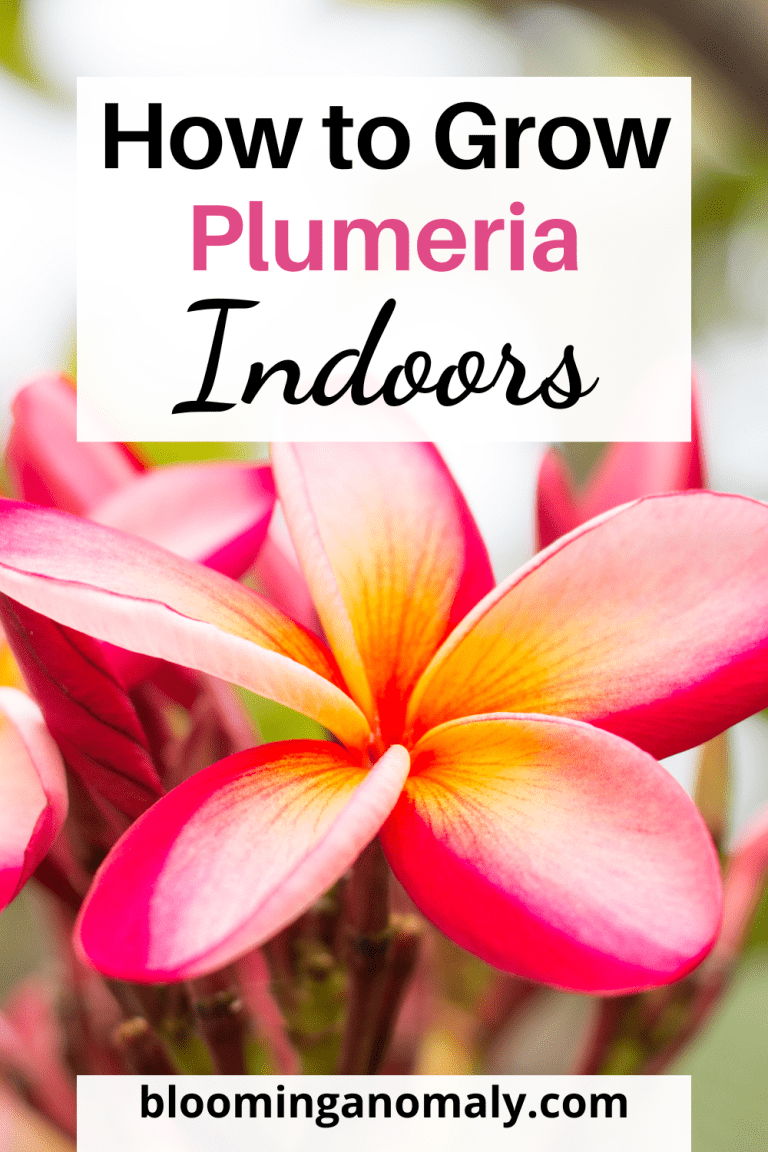 How to Easily Grow Plumeria Indoors Blooming Anomaly