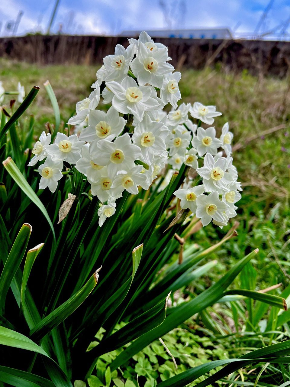 Winter Flowers to Grow in California Blooming Anomaly