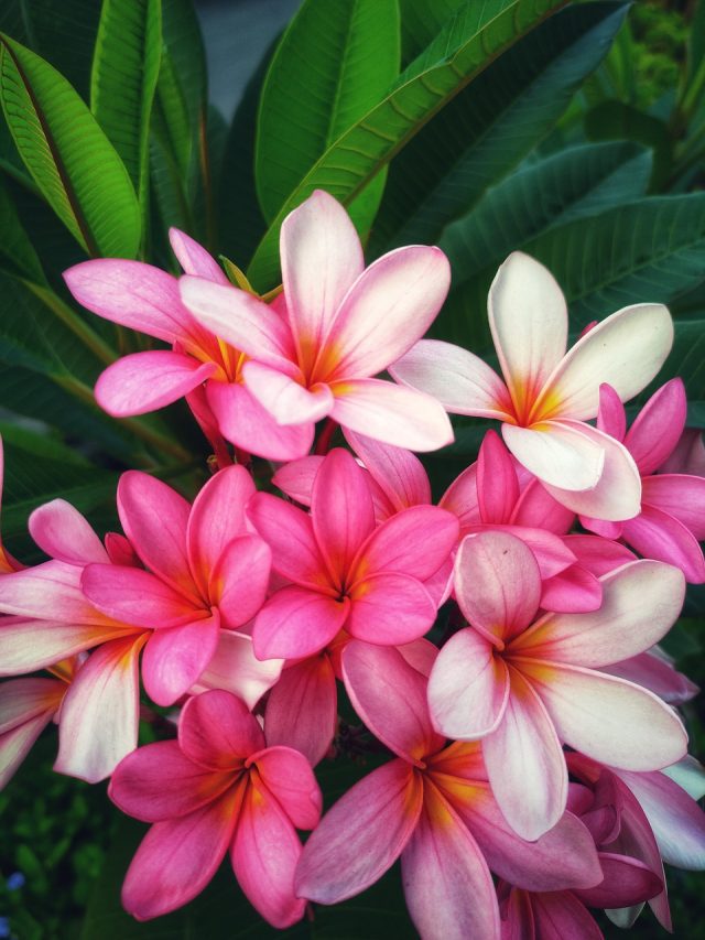 How to Easily Grow Plumeria Indoors Blooming Anomaly