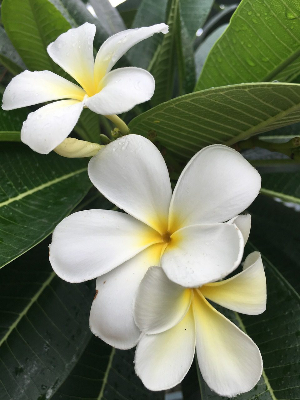 How to Easily Grow Plumeria Indoors Blooming Anomaly