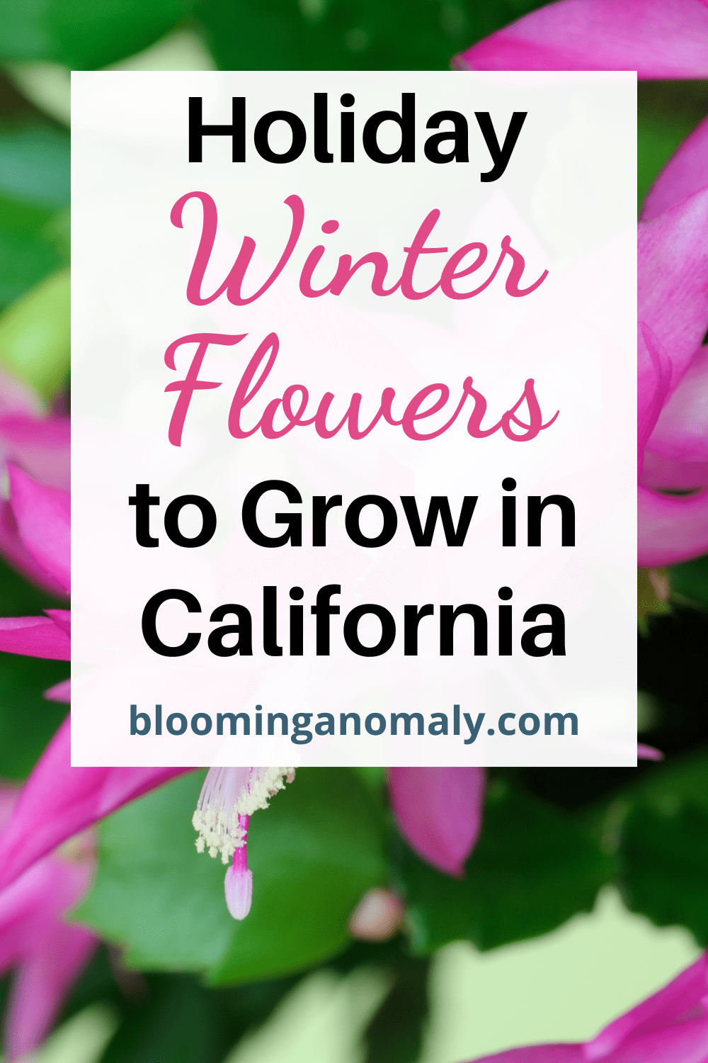 Winter Flowers to Grow in California Blooming Anomaly