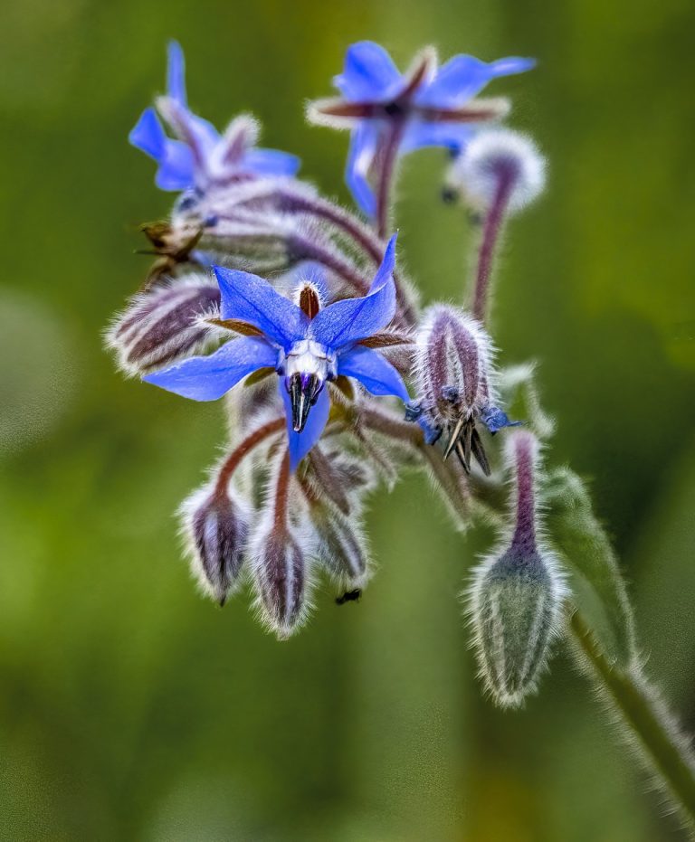 10 Best Winter Flowers in California Blooming Anomaly