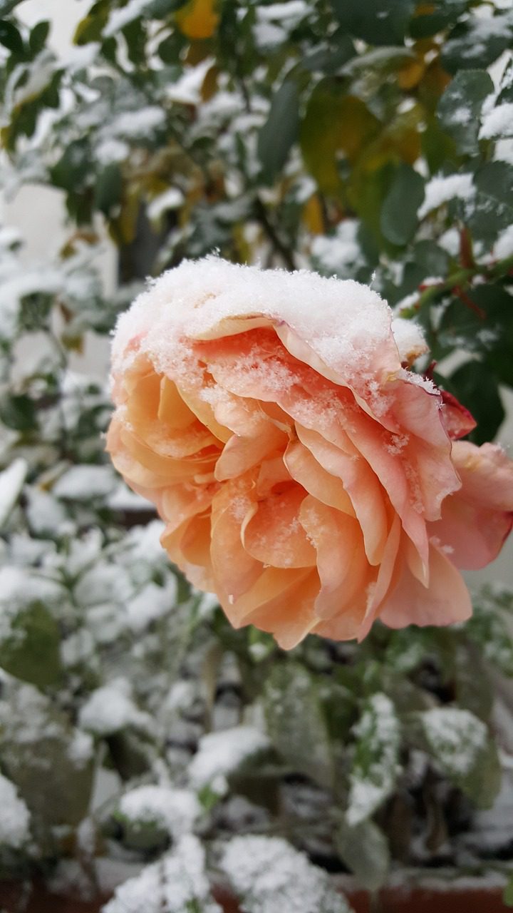 Rose Winter Garden Design Tips Blooming Anomaly