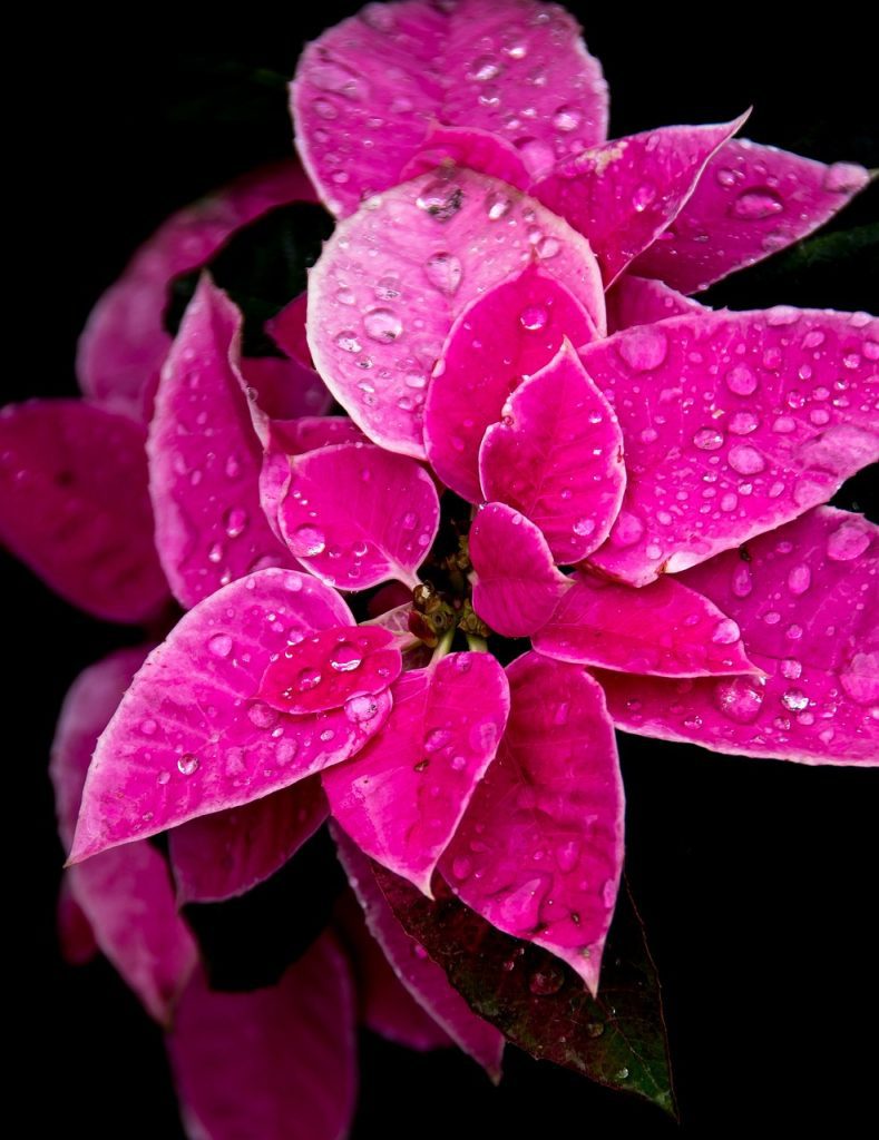 pink_poinsettia