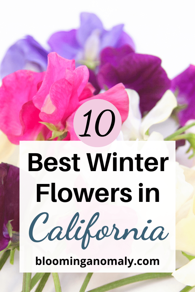 Get the Best Flowers In The Winter Season