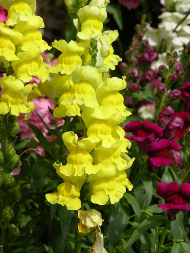 Best Flowers to Grow in the Cutting Garden Blooming Anomaly