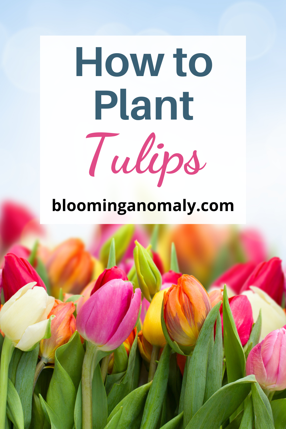 How to Plant Tulips Blooming Anomaly