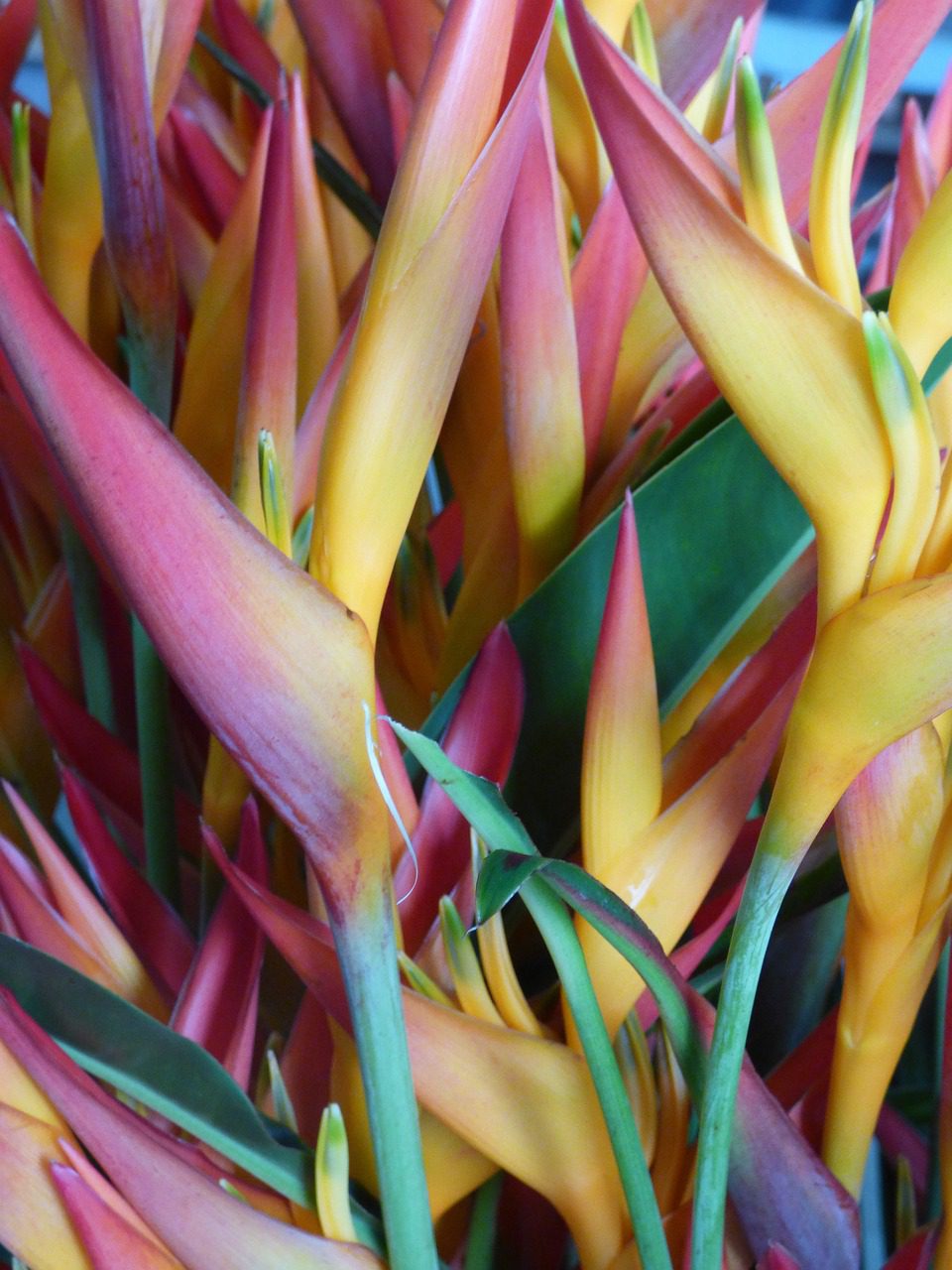 Propagating Bird of Paradise A Quick and Easy Guide Blooming Anomaly
