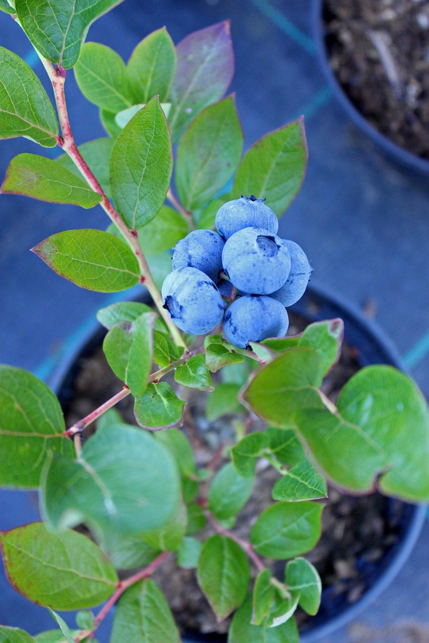 Genius Growing Blueberries in Pots Tips Blooming Anomaly