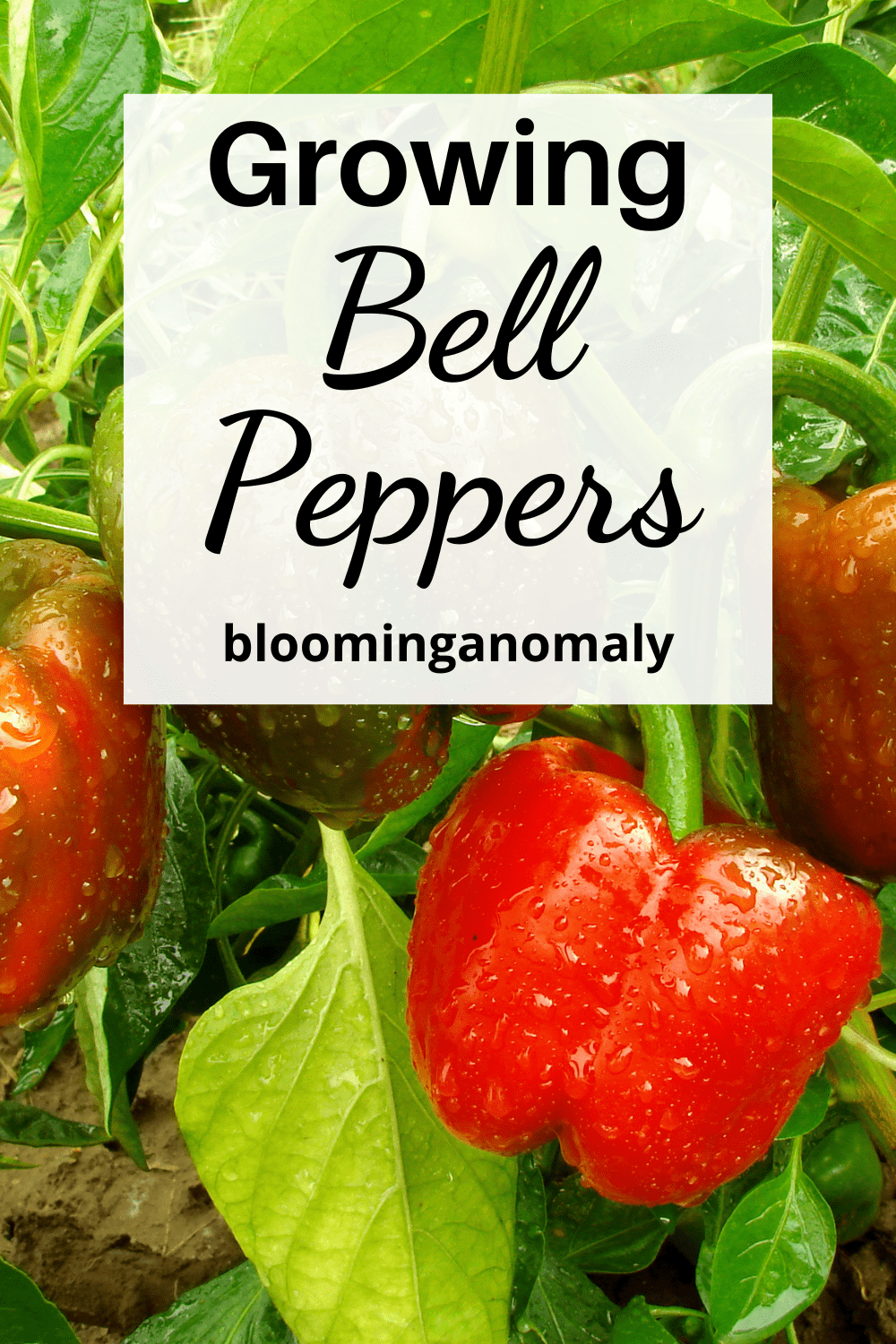 Growing Bell Peppers Tips for a Bountiful Harvest Blooming Anomaly