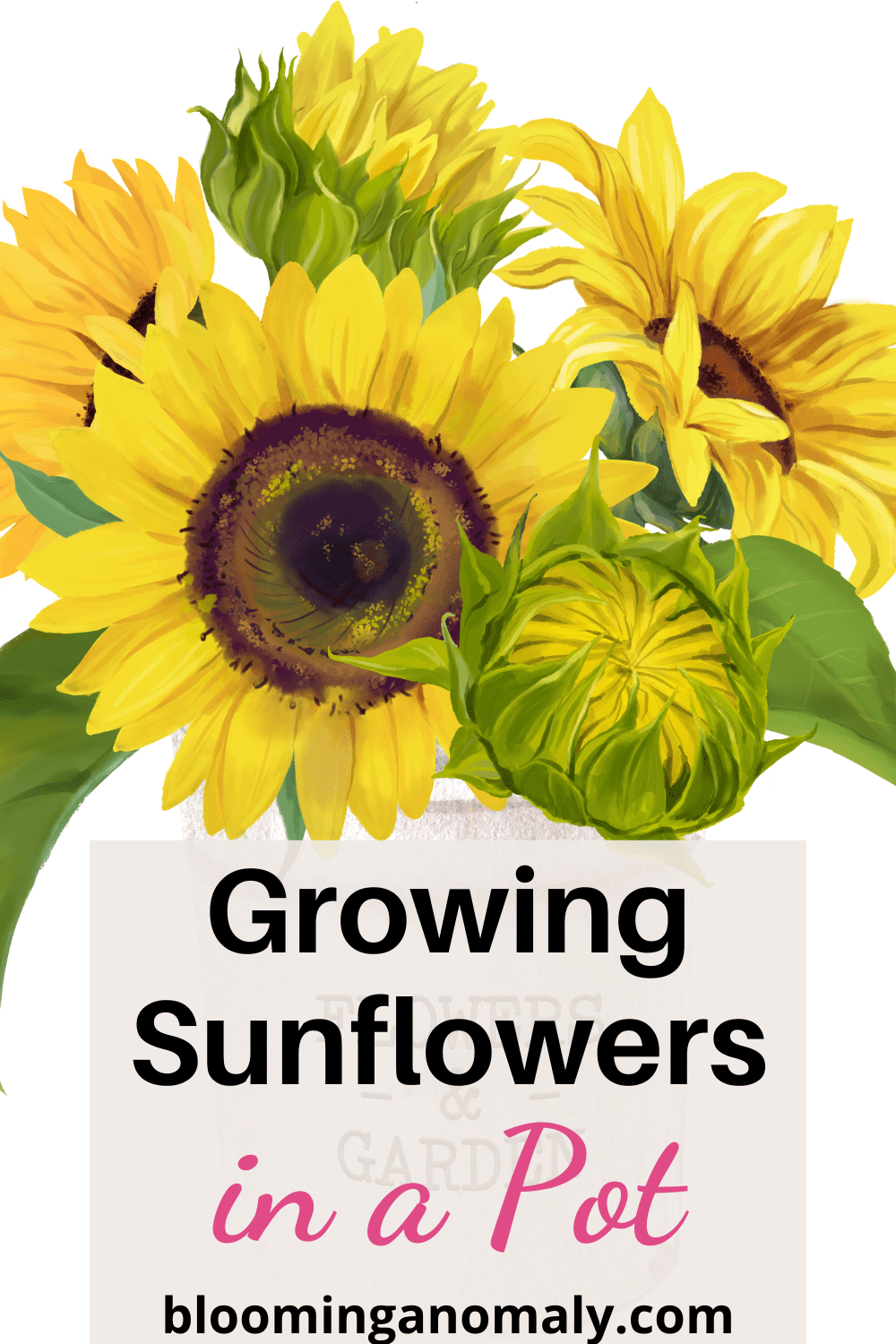 Greatest Tips for Growing Sunflowers in a Pot Blooming Anomaly