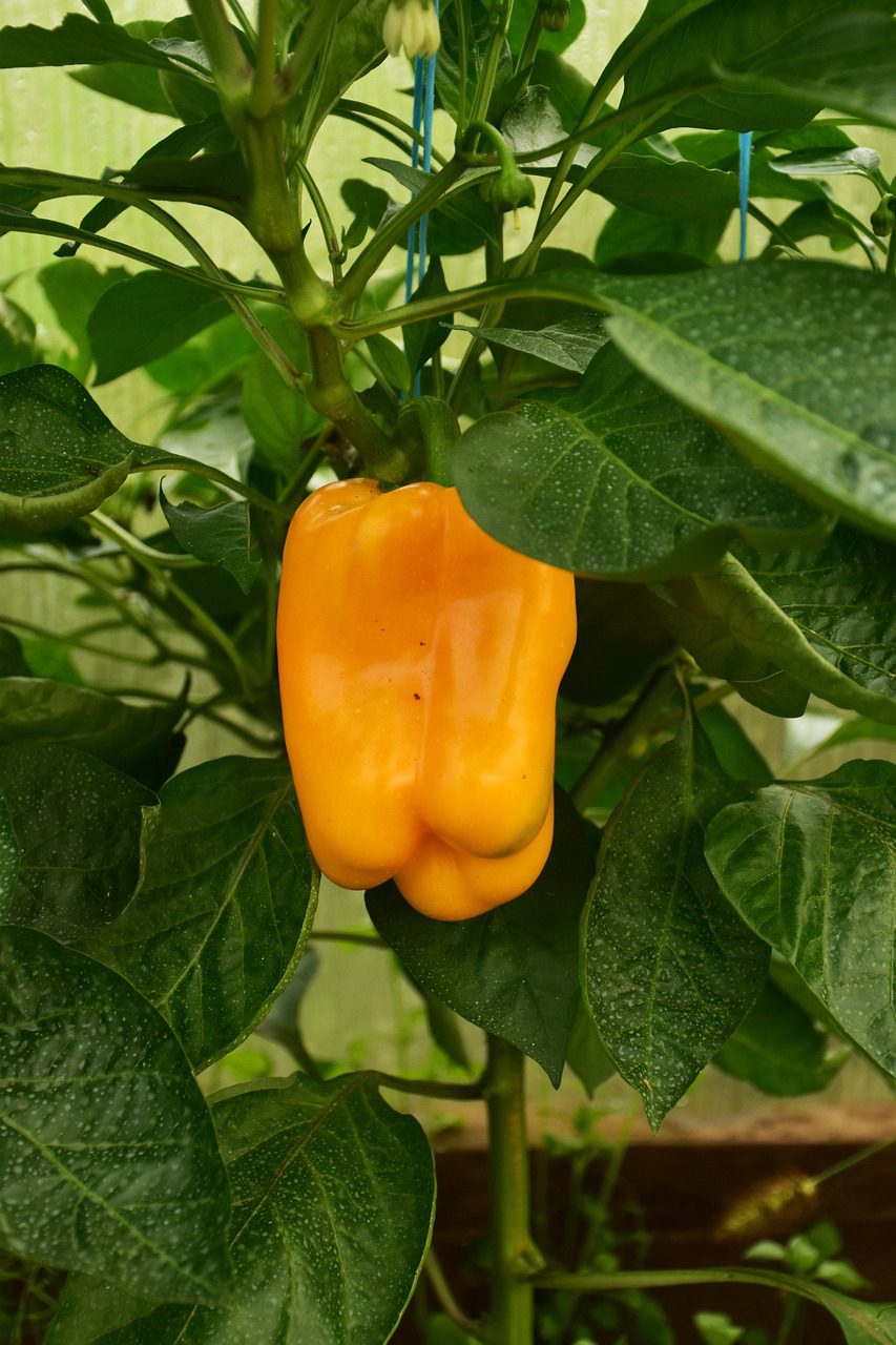 Growing Bell Peppers: Tips for a Bountiful Harvest - Blooming Anomaly