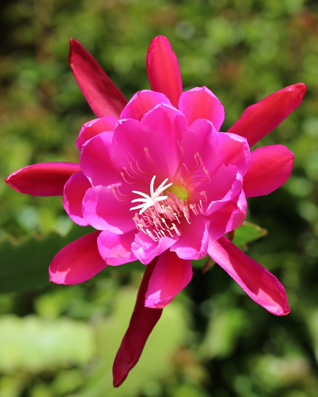 Pale pink christmas cactus