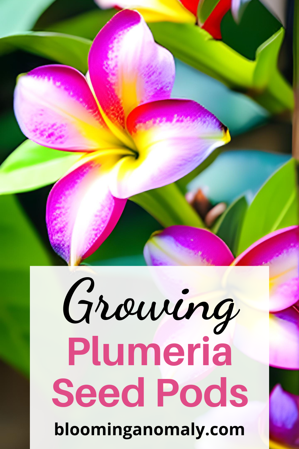 How Do You Grow Plumeria Seed Pods? Blooming Anomaly