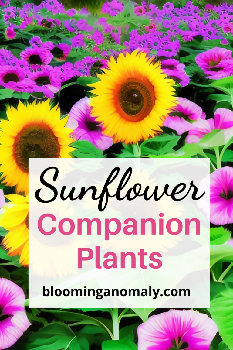 Sensational Sunflower Companion Plants Blooming Anomaly