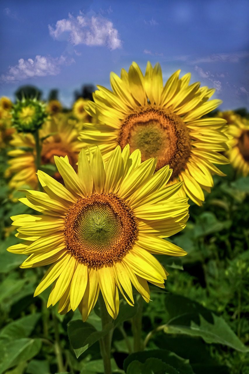 How To Keep Sunflowers Blooming – OCOP
