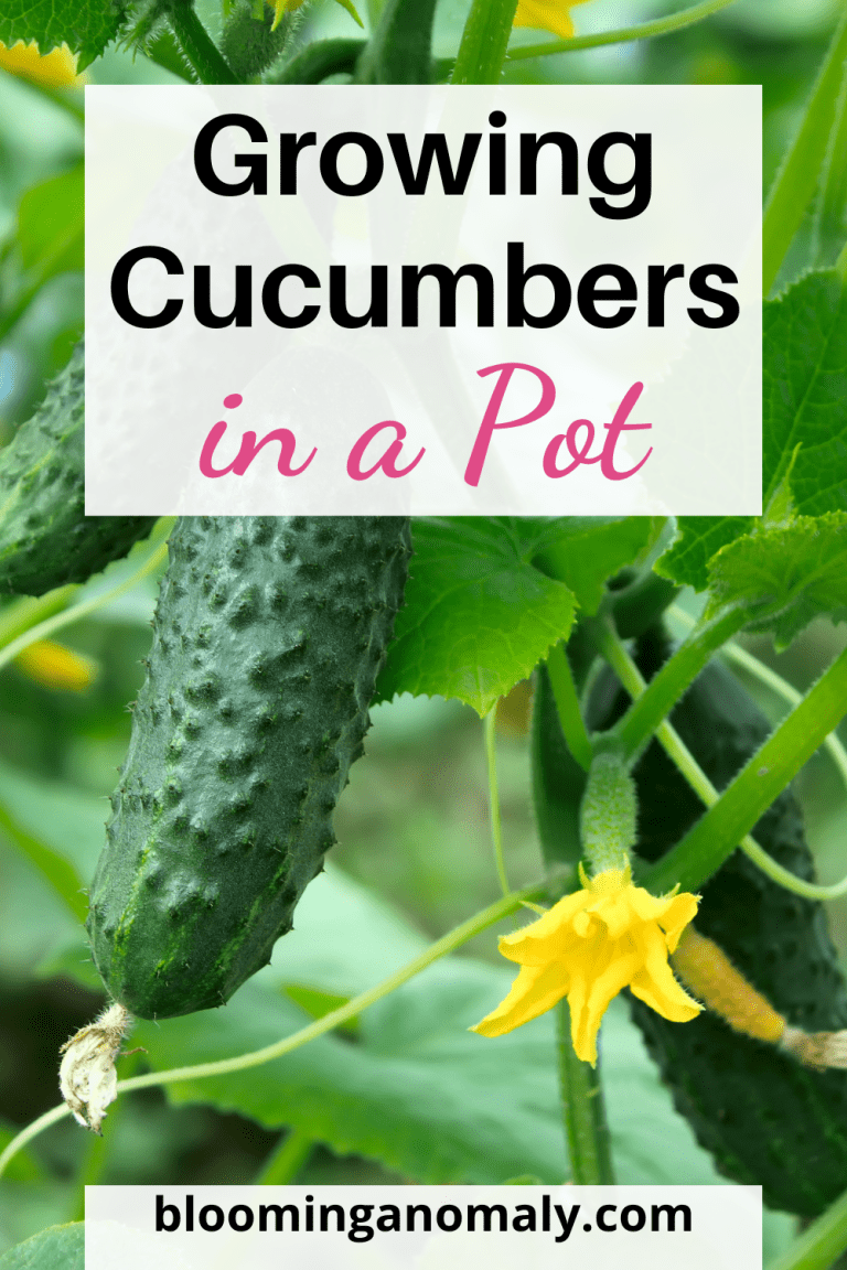 A Complete Guide to Growing Cucumbers in a Pot Blooming Anomaly
