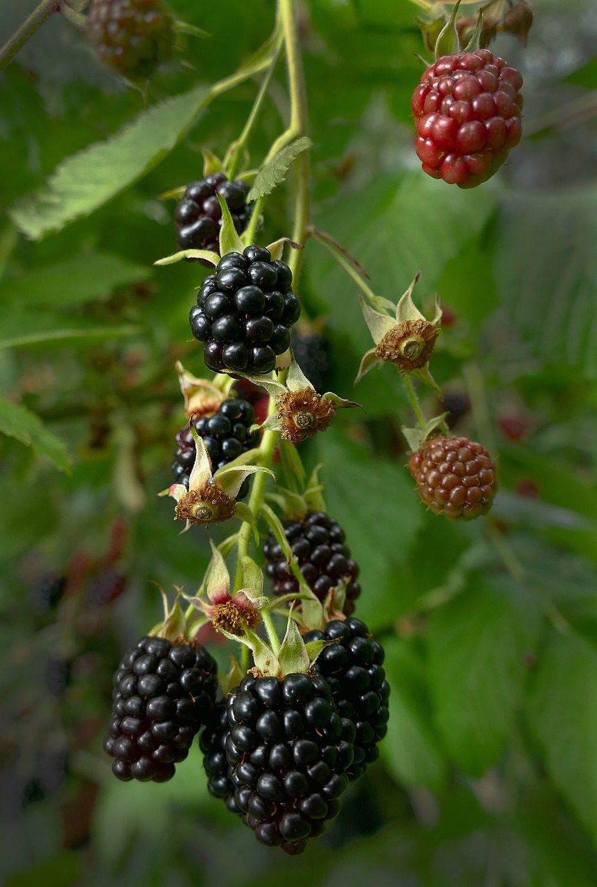 The Secret to Growing Blackberries Unlocking Nature's Bounty
