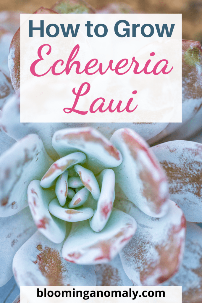 echeveria laui