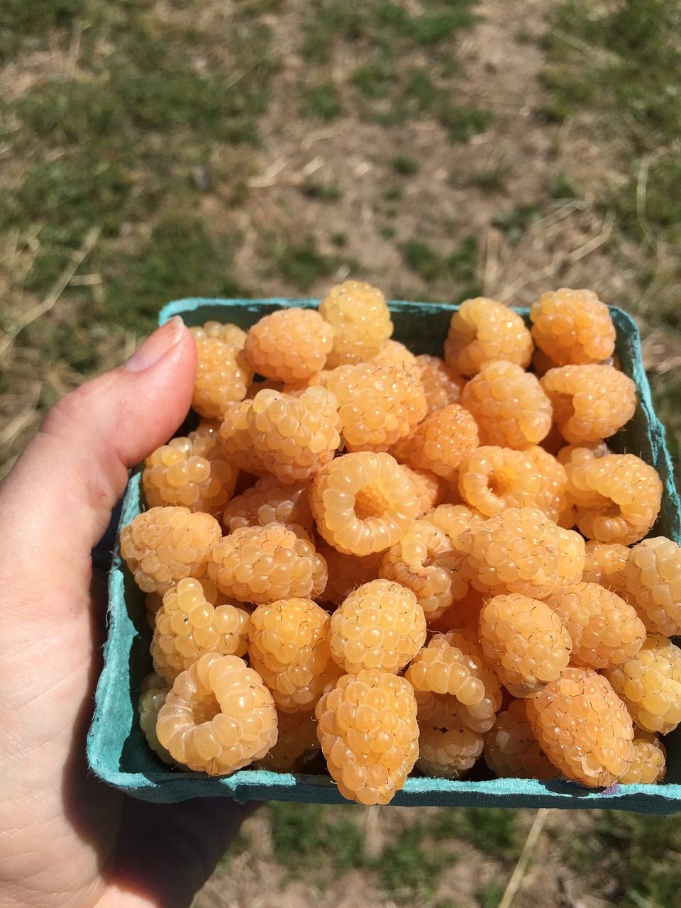 Golden Raspberry Yields Growing Raspberries: From Planting to Harvest - Blooming Anomaly