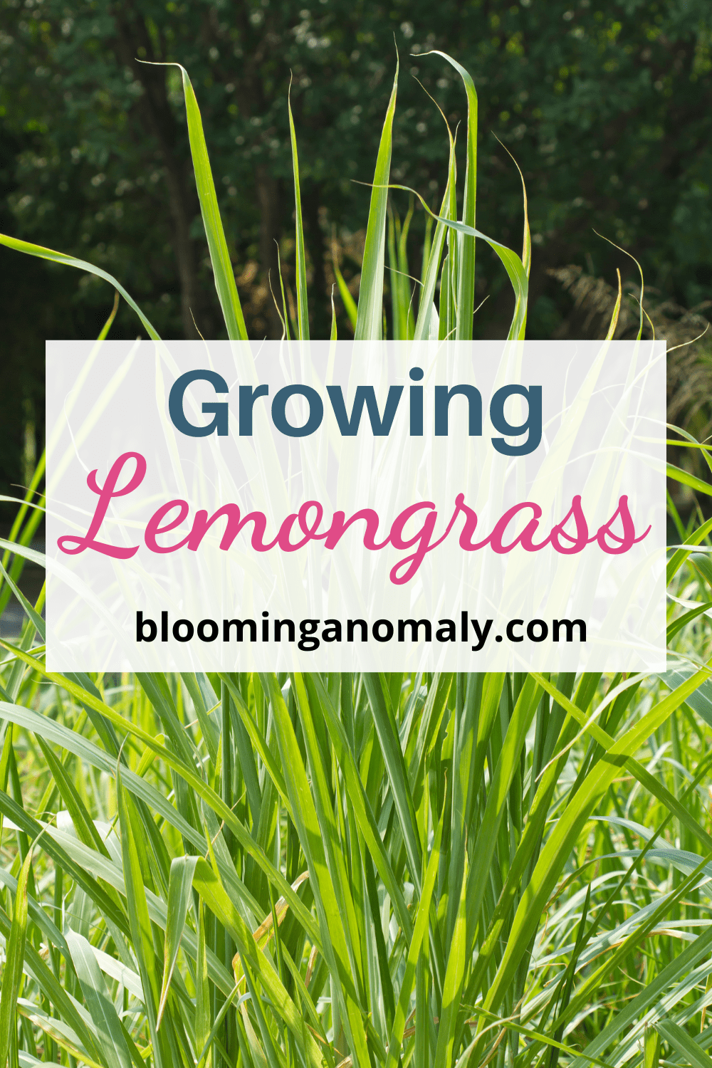 Growing Lemongrass Lavishly Blooming Anomaly