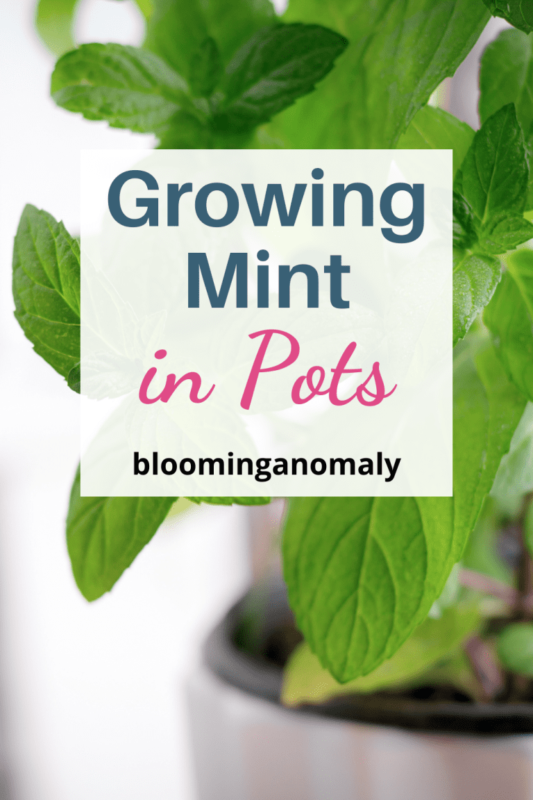 The Complete Guide to Growing Mint in Pots Blooming Anomaly