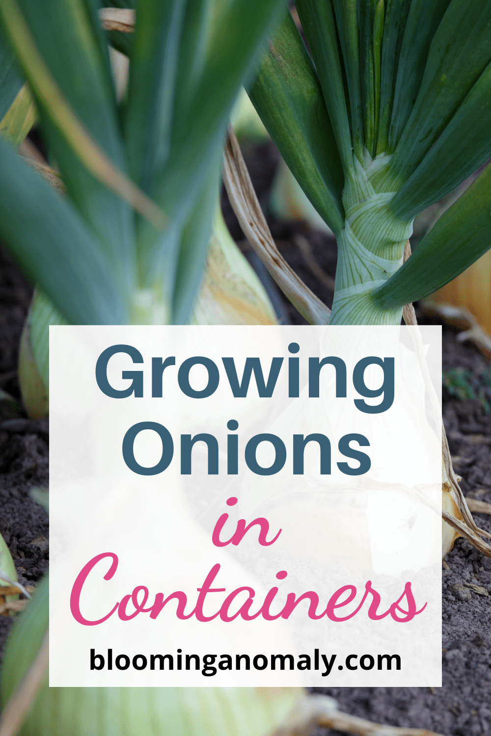 Growing Onions in Containers A Convenient and Flavorful Choice