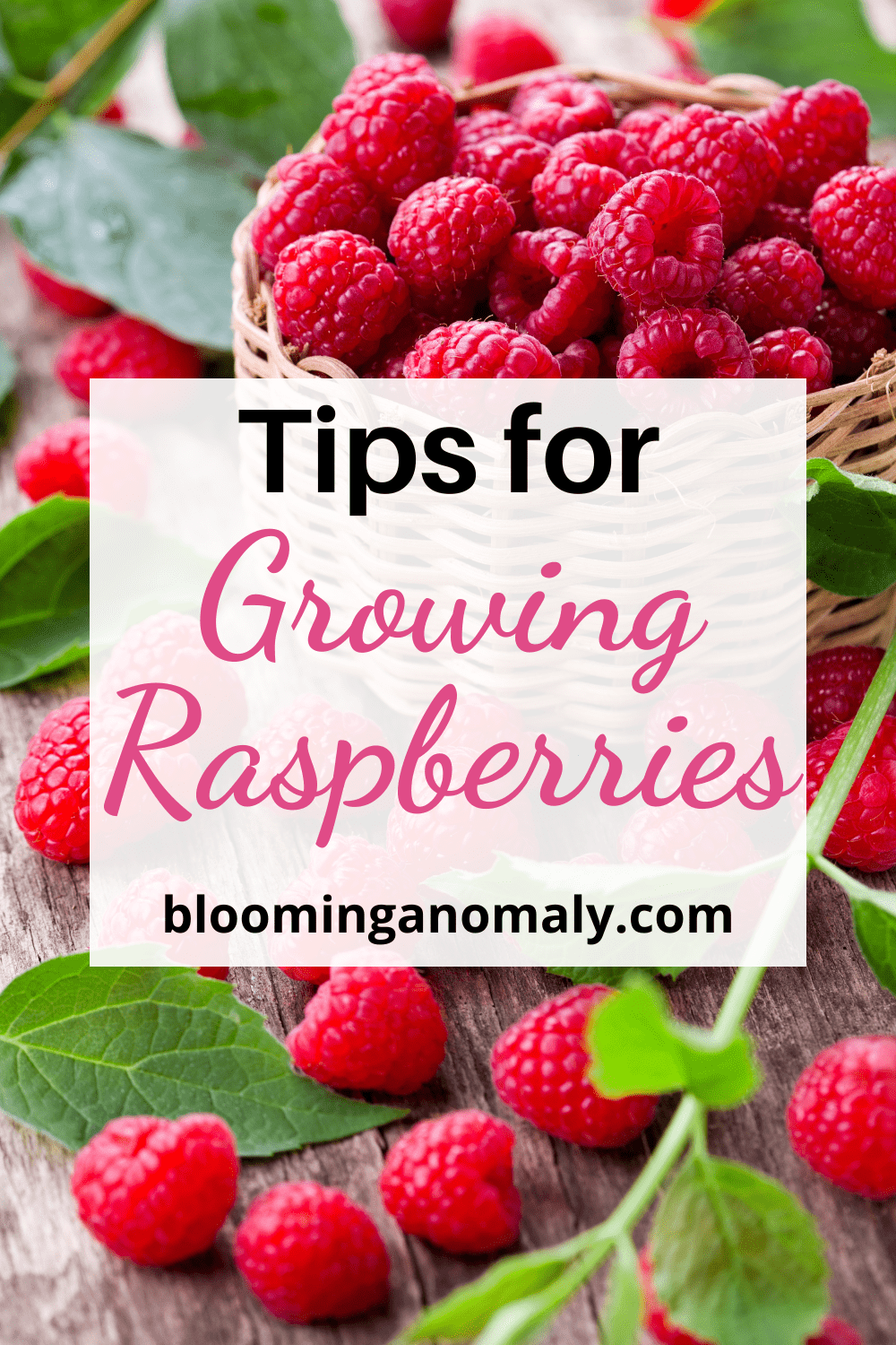 Growing Raspberries From Planting to Harvest Blooming Anomaly
