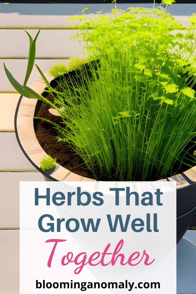 which-herbs-grow-best-together-in-2020-companion-gardening-planting