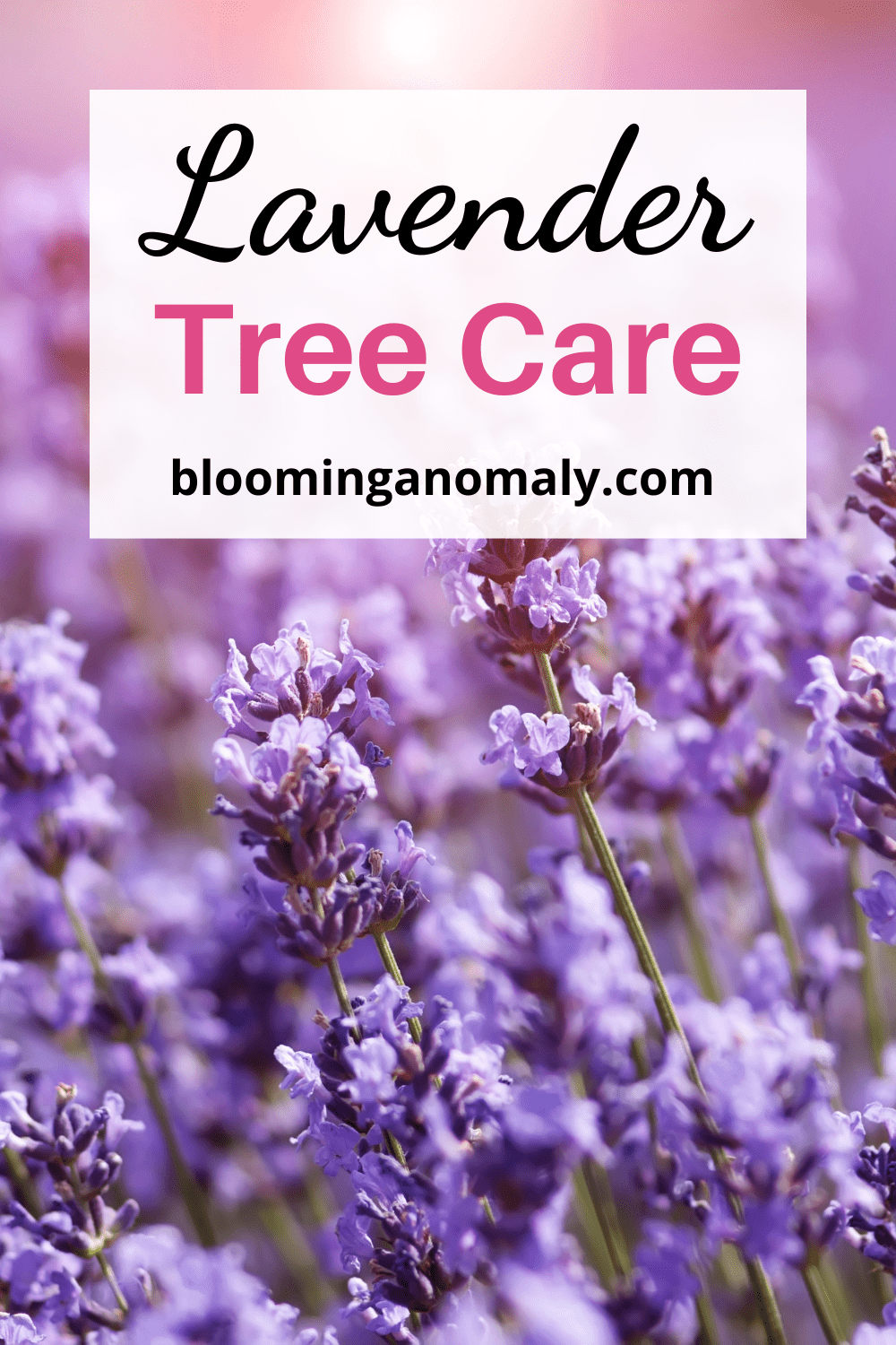Complete Guide to Lavender Tree Care Blooming Anomaly
