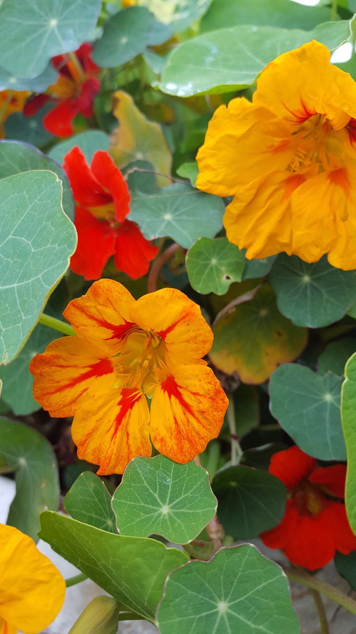Enhancing Your Garden with Nasturtium Companion Plants Blooming Anomaly