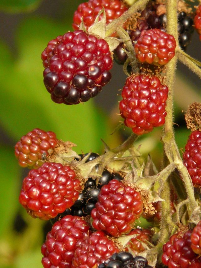 Growing Raspberries From Planting to Harvest Blooming Anomaly