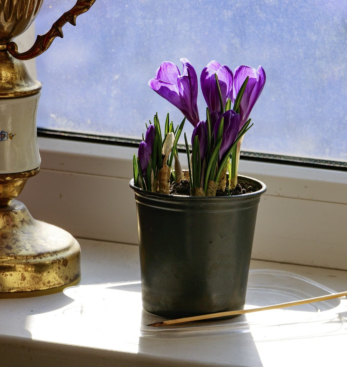 Growing Saffron Secrets Blooming Anomaly