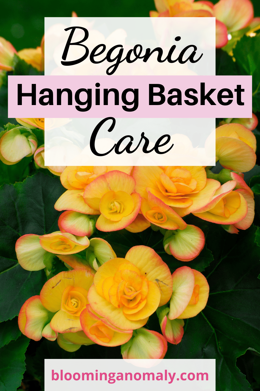 Begonia Hanging Basket Care for Beginners Blooming Anomaly