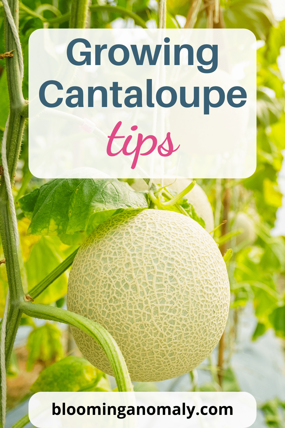Great Growing Cantaloupe Tips for Beginners Blooming Anomaly