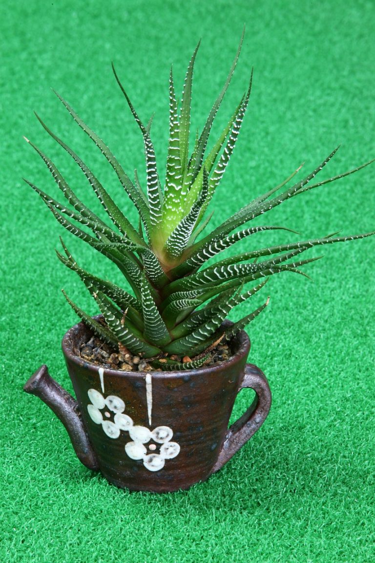Why is My Haworthia Turning Brown Reasons and Tips Blooming Anomaly