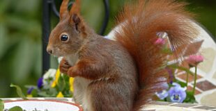 how to get rid of squirrels