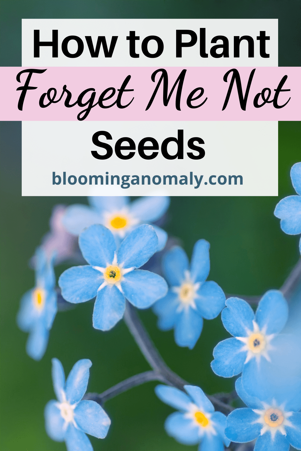 The Ultimate Guide on How to Plant Forget Me Not Seeds - Blooming Anomaly