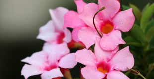 pink mandavillas