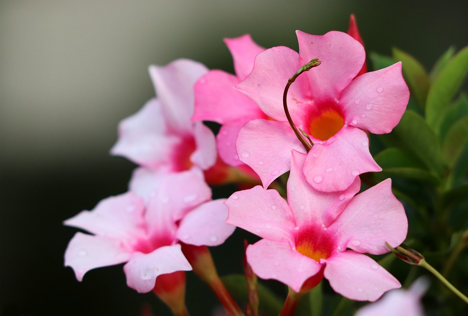 pink mandavillas