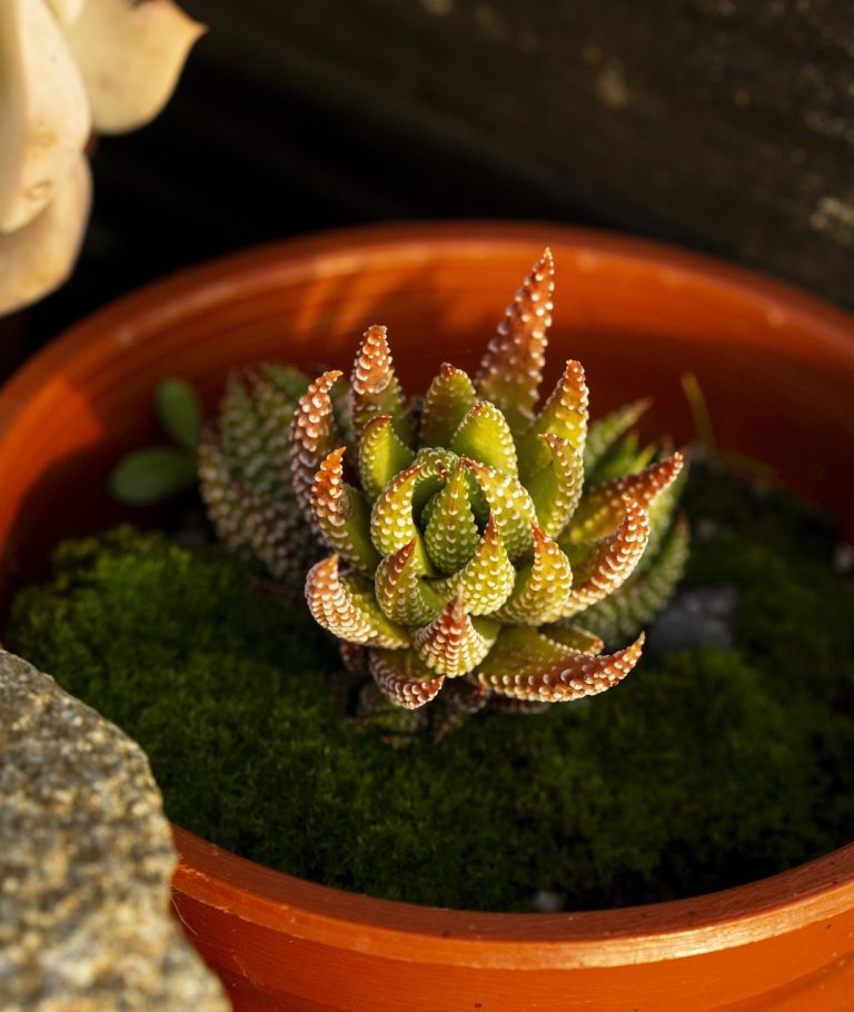 Why is My Haworthia Turning Brown Reasons and Tips Blooming Anomaly