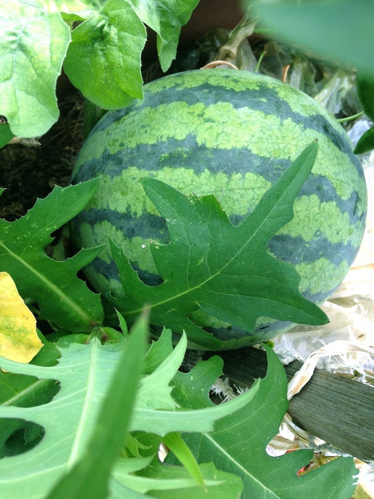 watermelon-plant