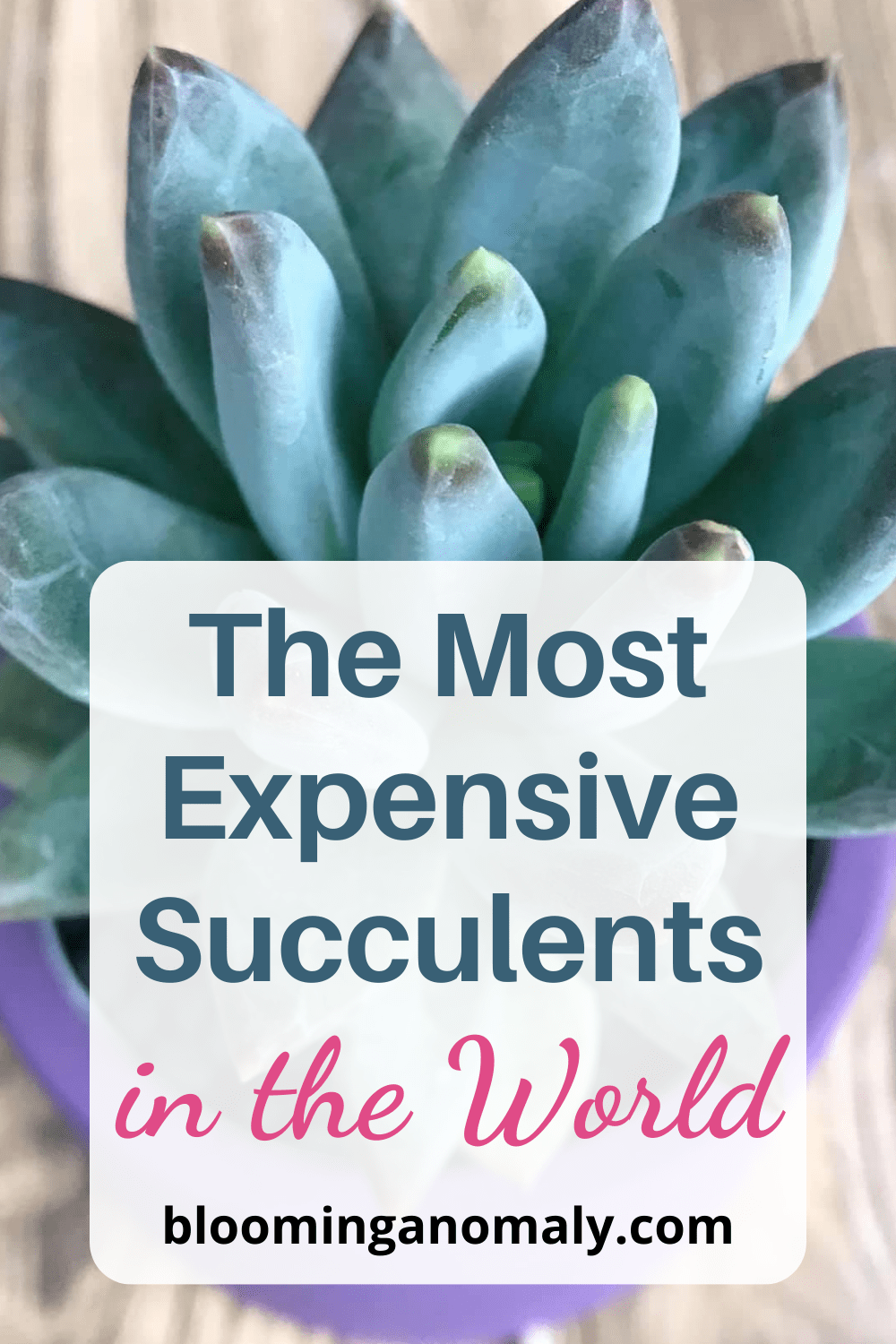 24 of the Most Expensive Succulents in the World Blooming Anomaly