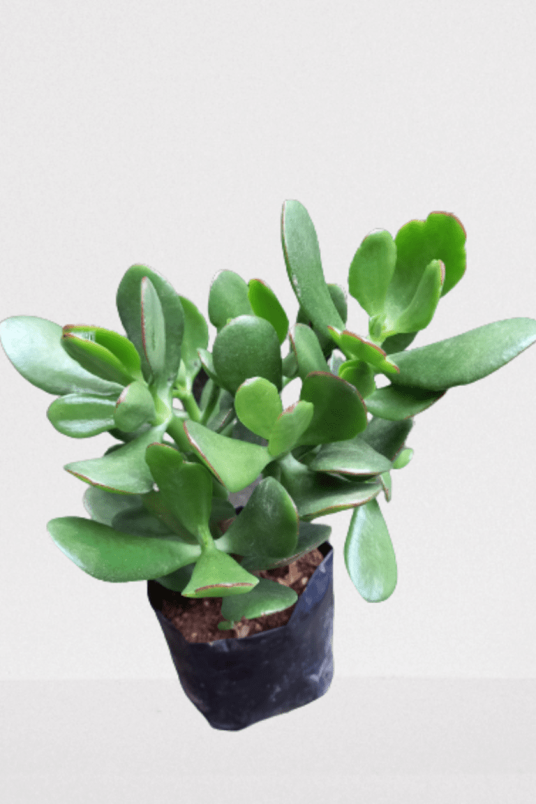 How to Propagate Jade Plant from Leaves 2 Methods Blooming Anomaly