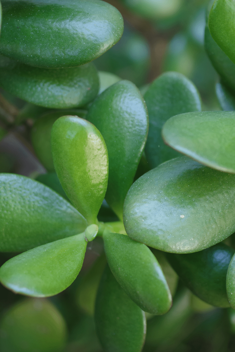 How to Propagate Jade Plant from Leaves 2 Methods Blooming Anomaly