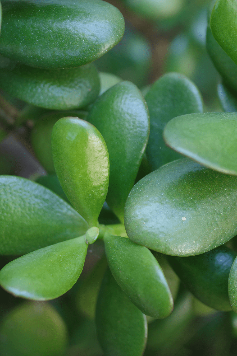 How to Propagate Jade Plant from Leaves 2 Methods Blooming Anomaly
