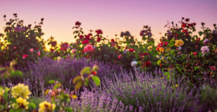 lavender growing near roses