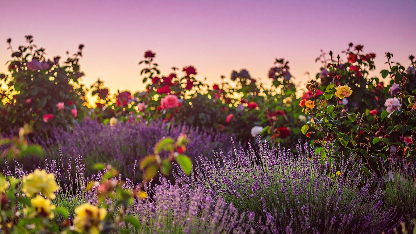 lavender growing near roses